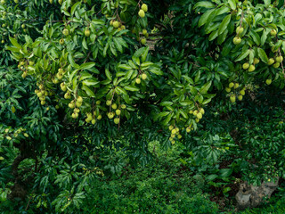 Lychee tropical fruits in growth on tree