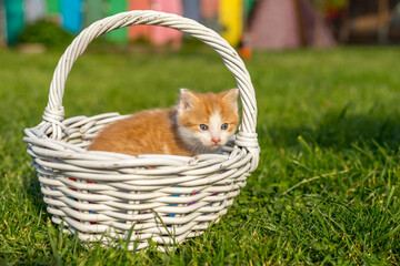 Fototapeta na wymiar Ginger little kitten portrait in a beautiful white basket made from twigs on green grass in a colorful backyard. Funny domestic animals.