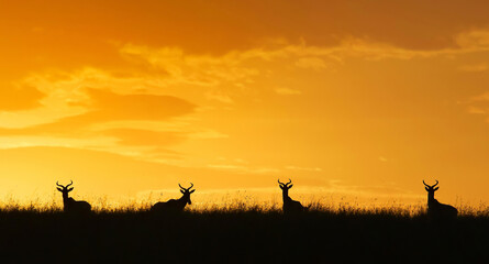 Fototapeta na wymiar silhouette of antelope in a field