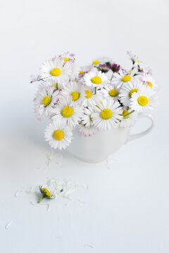 Bouquet of common daisies in white tea cup on white background. Selective focus