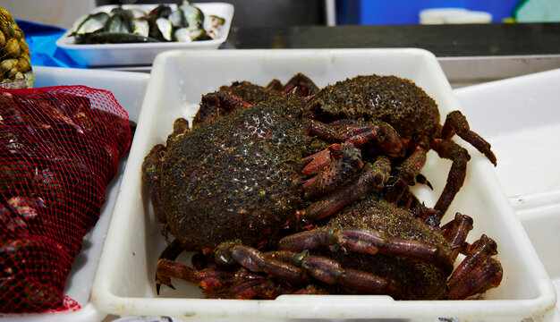 Aut&eacute;ntico centollo de las r&iacute;as de Galicia