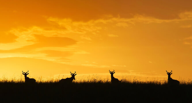 silhouette of antelope in a field