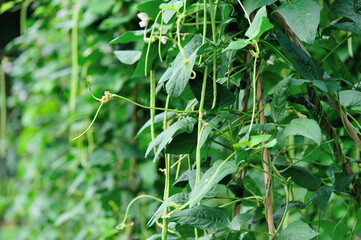 Cowpea plants in growth at vegetable garden