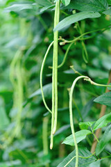 Cowpea plants in growth at vegetable garden