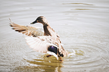 A duck taking off to fly