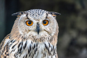 Uhu owl portrait