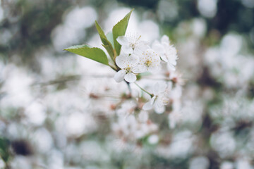 Cherry blossom in soft focus with bokeh effect