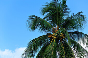 Fototapeta na wymiar King coconut fruits grow on tree