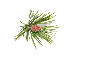 Branch from pine tree with red young cones on white background