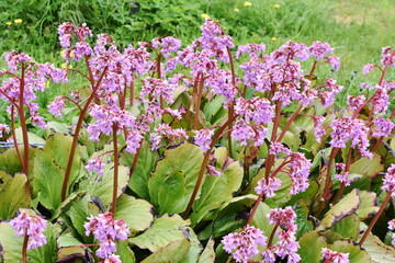Obraz premium Pink Pigsqueak plant bergenia flowering in a garden
