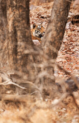 A view of Tiger through the trunk