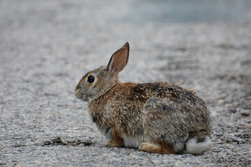 Wild Cottontail rabbit sits in the middle of a country road