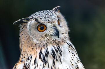 Uhu owl portrait