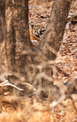 A Tiger sitting behind the tree at Ranthambore Tiger Reserve