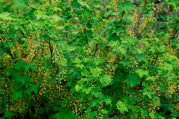 Flowering red currant bush, natural green background
