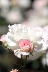 薔薇（マチルダ）