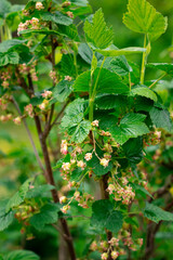 Flowering red currant bush, closeup view