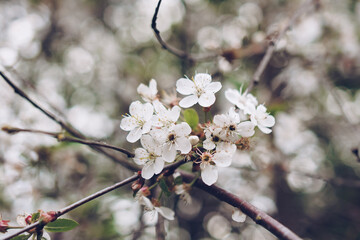 Branches of a blossoming cherry