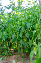 Green pepper in the branch