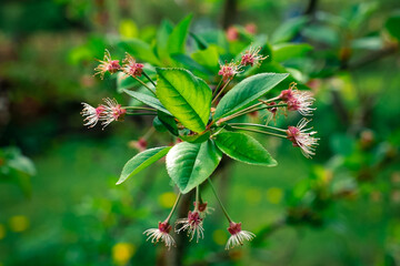 Cherry tree blossom with fallen petals - end of blooming season
