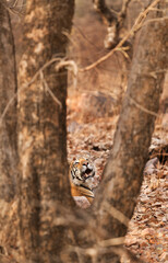 Tiger cub behind the tree