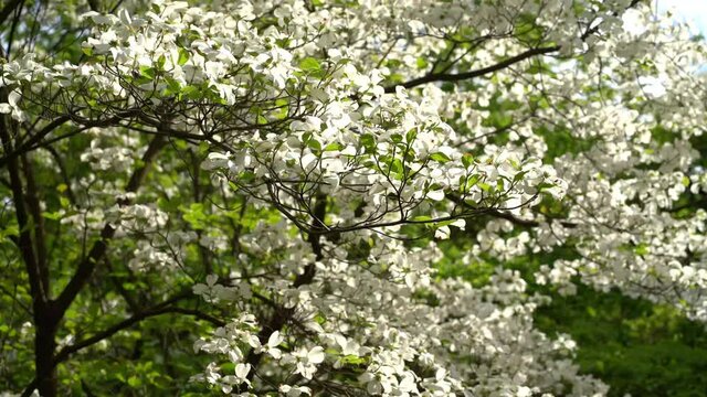 Beautiful white flowers on a flowering cornus florida (american dogwood)