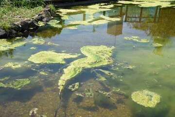 ジャパニーズスタイル『園庭の苔』