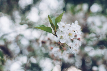 Cherry blossom in soft focus with bokeh effect