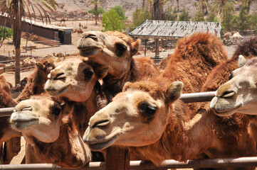 Group of African camels at a camel farm (camel looking straight in the camera), Fuerteventura, Spain