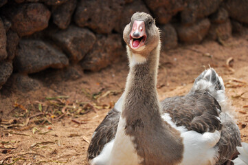 Goose laughing at camera - funny portrait
