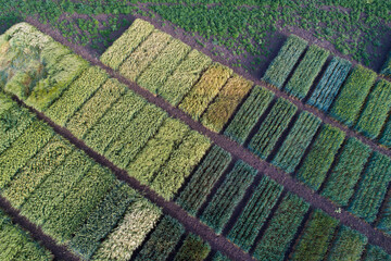 Different sorts of cereals on test plots