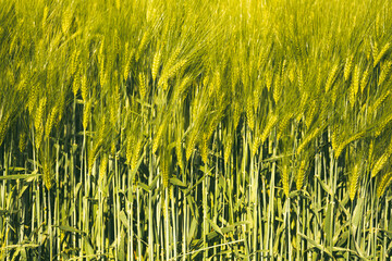 Green wheat on the field in spring. Selective focus, shallow DOF background.
