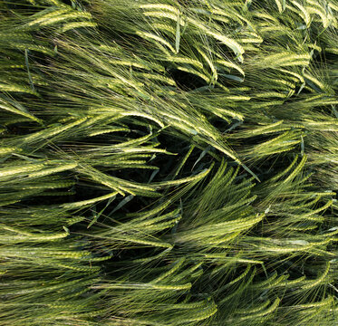 Green barley field shoot from drone