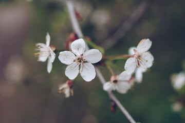 Cherry blossom in soft focus with bokeh effect