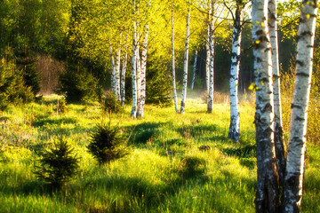 Summer birch forest in sunlight. Green nature landscape. Scenic background.