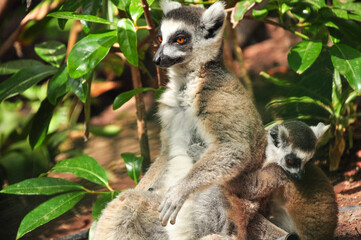 Close up of a Ring-tailed Lemur with its baby sitting on the back (Lemur Catta)
