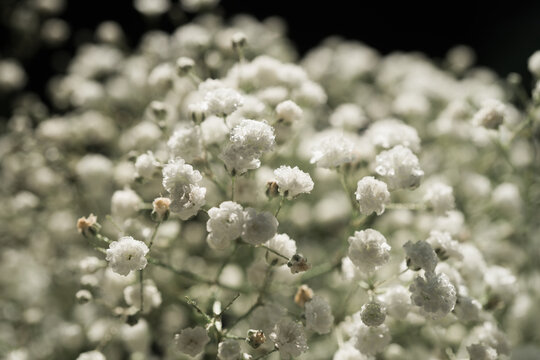 Afbeeldingen over Gypso – Blader in stockfoto’s, vectoren en video’s