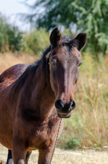 Fototapeta premium The portrait of the brown horse.