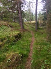 Cute little path in the woods made by people walking over and over agin there