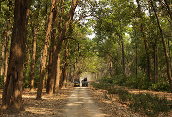 JIM CORBETT, INDIA-May 11: Tourists on a Safari jeeps waiting for the sighting of tiger in the dense forest of sal in Dhikala zone on May 11, 2018, Jim Corbett, Uttrakhand, India