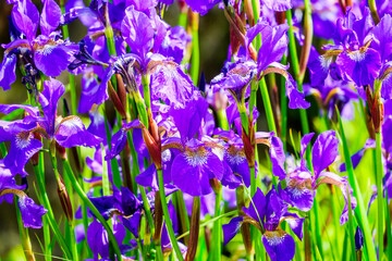 close up a of group of iris flowers