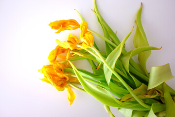 Dead flowers - a bouquet of dried yellow tulips