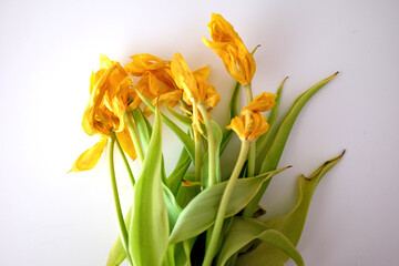 Dead flowers - a bouquet of dried yellow tulips