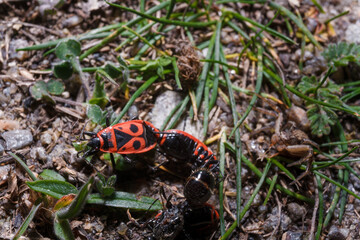 Macro shot of red firebugs or pyrrhocoris apterus reproduction among green grass and brown spider mimicry.
