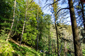 Vistas durante la subida al monte Adarra, arboles, ovejas etc.