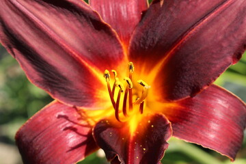 "Vienna Night Street Daylily" flower in Innsbruck, Austria. Hemerocallis "Vienna Night Street" is a hybrid flower.