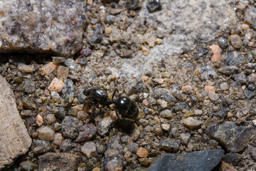 Soft focused macro shot of black ant on ground. Springtime and wildlife insects concept.