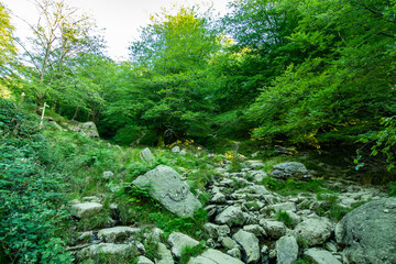Vistas durante la subida al monte Adarra, arboles, ovejas etc.