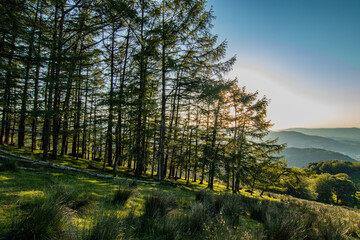 Obraz premium Vistas durante la subida al monte Adarra, arboles, ovejas etc.