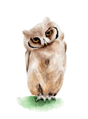 Obraz premium bird owl brown watercolor illustration nature isolated
